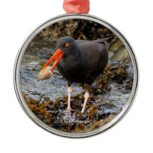 Atemberaubender Black Oystercatcher Shorebird mit
