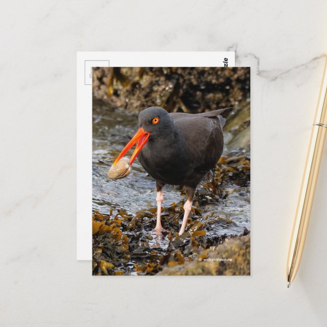 Atemberaubender Black Oystercatcher Shorebird mit  Postkarte (Vorderseite/Rückseite Beispiel)
