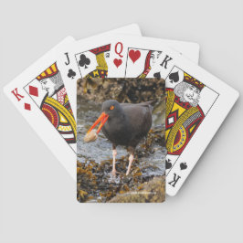 Atemberaubender Black Oystercatcher Shorebird mit Spielkarten