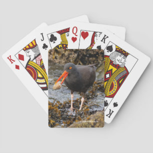 Atemberaubender Black Oystercatcher Shorebird mit Spielkarten