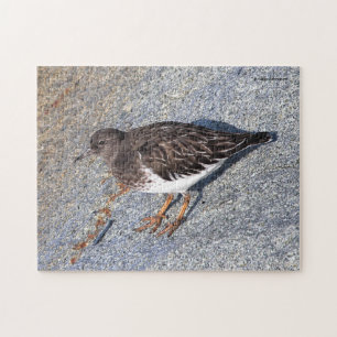 Atemberaubender Black Turnstone Shorebird auf dem  Puzzle