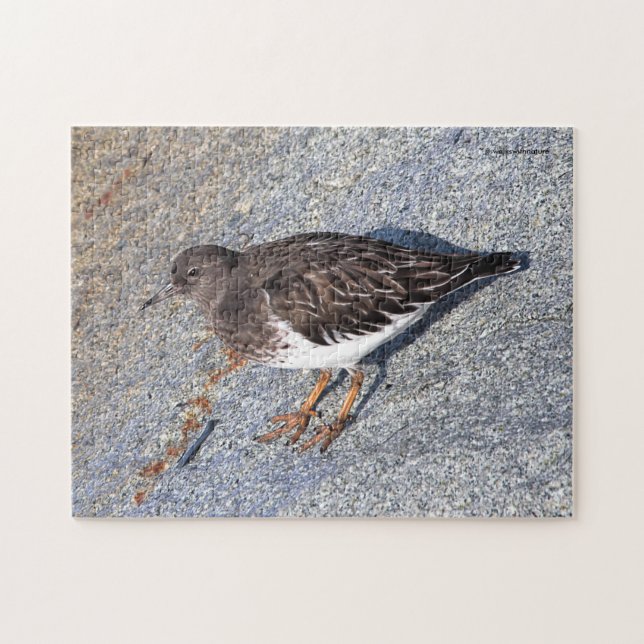 Atemberaubender Black Turnstone Shorebird auf dem  Puzzle (Horizontal)
