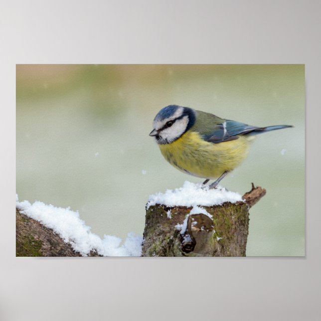 Atemberaubender Blauzungenvogel im Schnee Poster (Vorne)