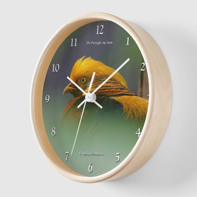 Atemberaubender Golden Pheasant Bird zwischen den  Uhr (Winkel)