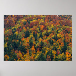 Atemberaubender Herbstwald Poster