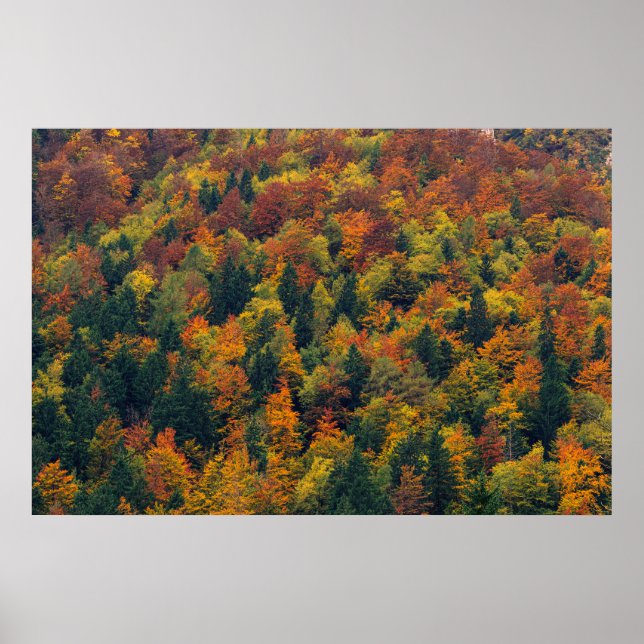 Atemberaubender Herbstwald Poster (Vorne)