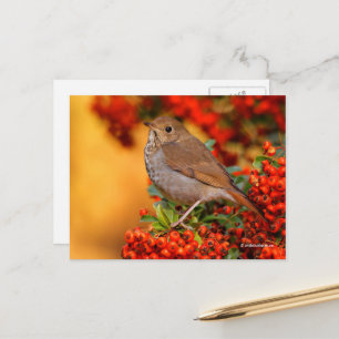 Atemberaubender Hermit Thrush Songbird auf Pyracan Postkarte