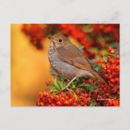 Atemberaubender Hermit Thrush Songbird auf Pyracan Postkarte