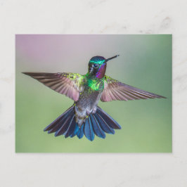 Atemberaubender Hummingbird in Costa Rica Postkarte