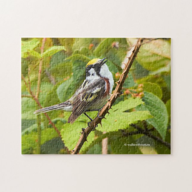 Atemberaubender Kastaniensongvogel auf Zweig Puzzle (Horizontal)