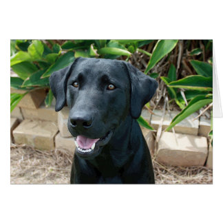 Atemberaubender Labrador mit großartiger Botschaft