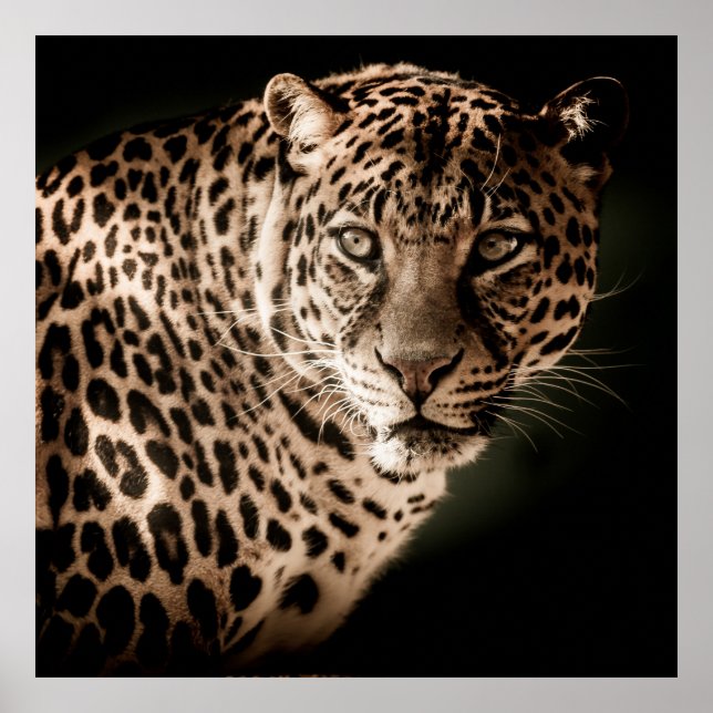 Atemberaubender Leopard auf schwarzem Hintergrund Poster (Vorne)