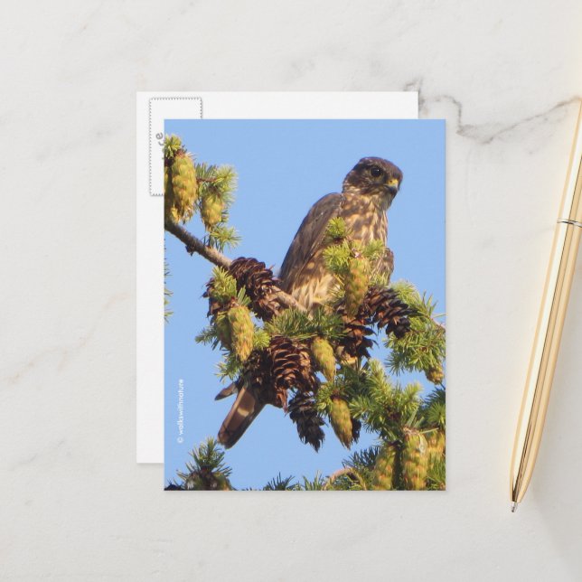 Atemberaubender Merlin Falken im Pine Tree Postkarte (Vorderseite/Rückseite Beispiel)