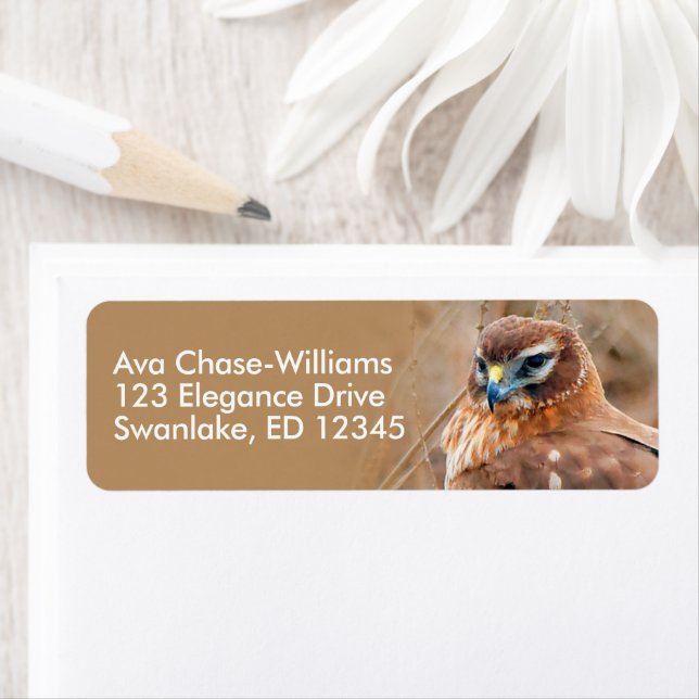 Atemberaubender Northern Harrier Hawk in Marshes (Insitu)