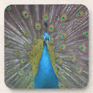 Atemberaubender Pfau Getränkeuntersetzer