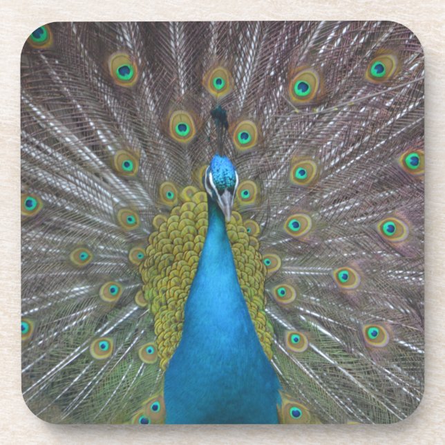 Atemberaubender Pfau Getränkeuntersetzer (Vorderseite)