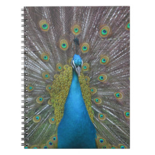 Atemberaubender Pfau Notizblock