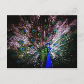 Atemberaubender Pfau, Postkarte