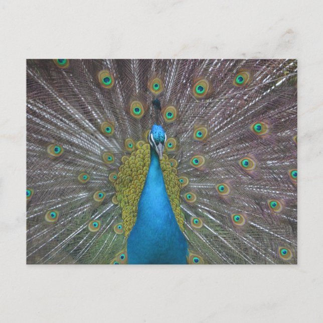 Atemberaubender Pfau Postkarte (Vorderseite)