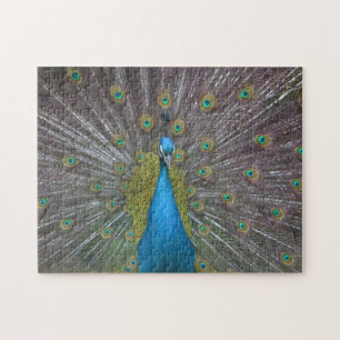 Atemberaubender Pfau Puzzle