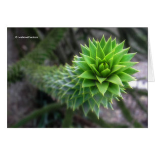 Atemberaubender Pine Monkey Puzzle Tree