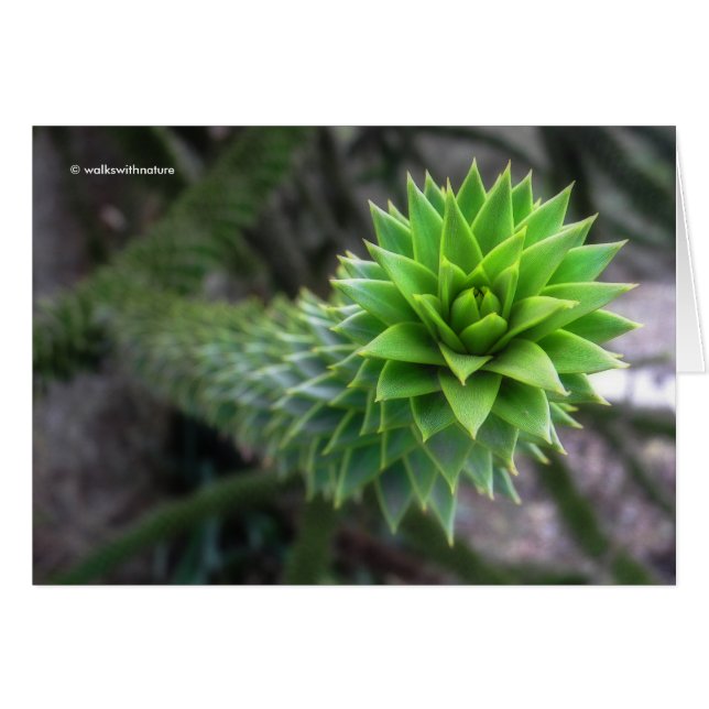 Atemberaubender Pine Monkey Puzzle Tree (Vorderseite (Horizontal))