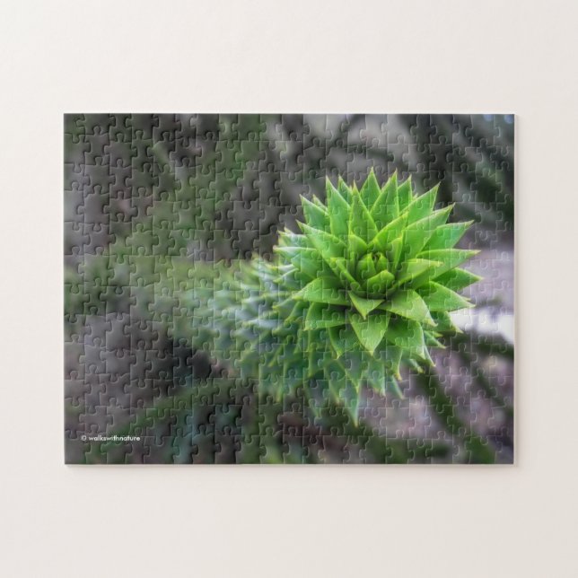 Atemberaubender Pine Monkey Puzzle Tree (Horizontal)