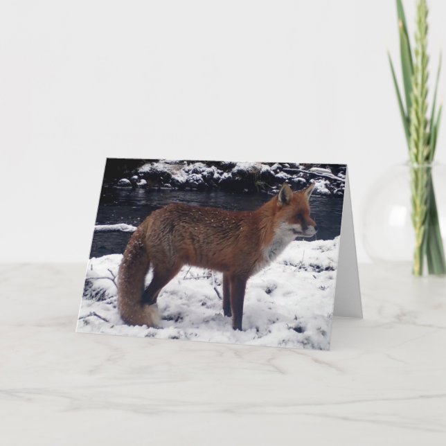 Atemberaubender Red Fox in Snow Gruß Text hinzufüg Karte (Vorderseite)