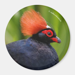 Atemberaubender Rodeldornvogel Magnet