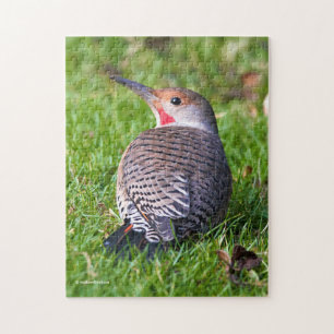 Atemberaubender Rot-Shafted Northern Flicker auf d Puzzle