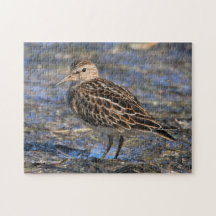 Atemberaubender Sandpiper-Shorebird am Strand