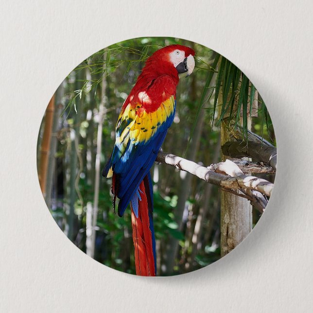 Atemberaubender Scarletmacaw-Papagei Button (Vorderseite)