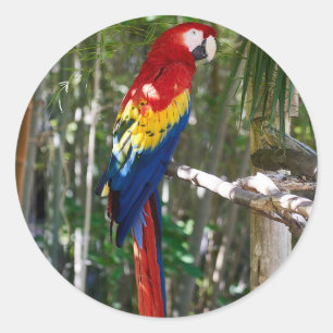 Atemberaubender Scarletmacaw-Papagei Runder Aufkleber