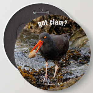Atemberaubender Schwarzer Oystercatcher mit Clam Button
