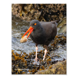 Atemberaubender Schwarzer Oystercatcher mit Clam Fotodruck