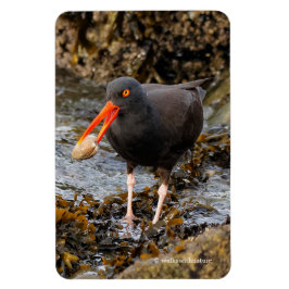 Atemberaubender Schwarzer Oystercatcher mit Clam Magnet