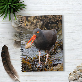 Atemberaubender Schwarzer Oystercatcher mit Clam Notizblock