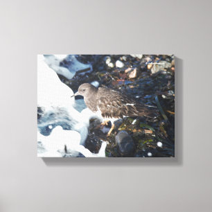 Atemberaubender Schwarzer Turnstone-Shorebird im S Leinwanddruck