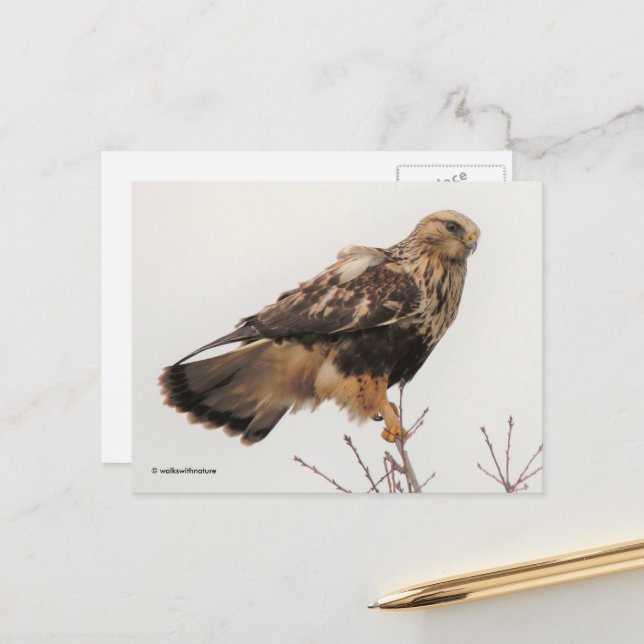 Atemberaubender, stumpfer Hawk im Baum Postkarte (Vorderseite/Rückseite Beispiel)