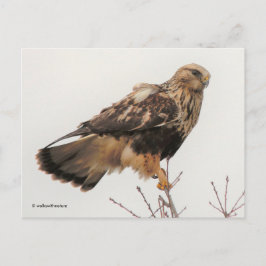 Atemberaubender, stumpfer Hawk im Baum Postkarte