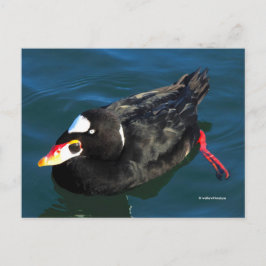 Atemberaubender Surfschuh-Duck am Pier's Edge Postkarte
