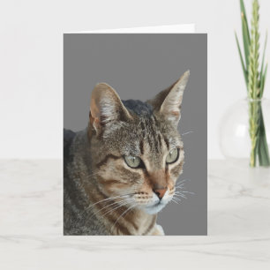 Atemberaubender Tabby Cat Nah Up Portrait Vector Karte