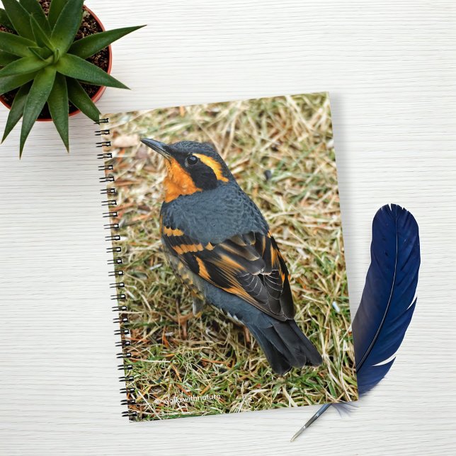 Atemberaubender Varieté-Thrush auf dem Rasen Notizblock (Varied Thrush on the Grass Journal Cover Photo)