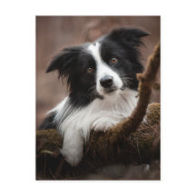 Atemberaubendes Border Collie Portrait