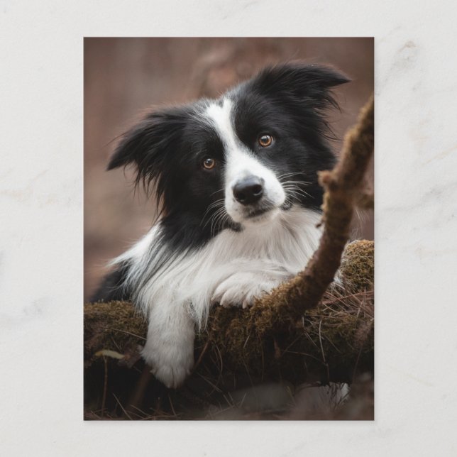 Atemberaubendes Border Collie Portrait Postkarte (Vorderseite)