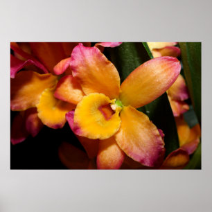 Atemberaubendes exotisches Orchid-Poster Poster