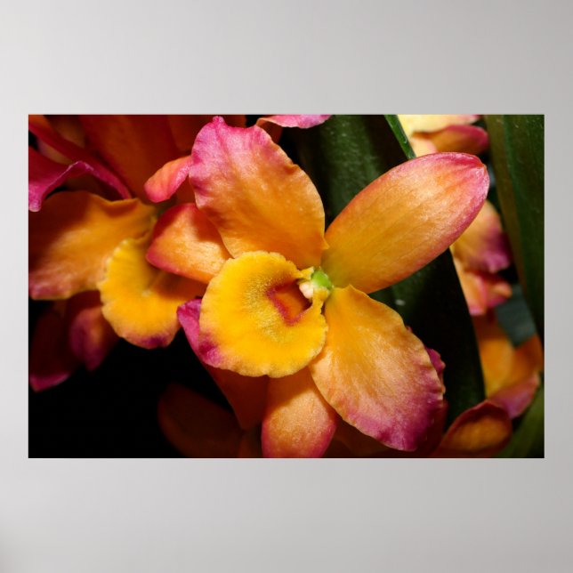 Atemberaubendes exotisches Orchid-Poster Poster (Vorne)