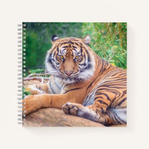 Atemberaubendes Foto eines liegenden Tigers Notizbuch