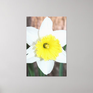 Atemberaubendes großes Daffodil Leinwanddruck