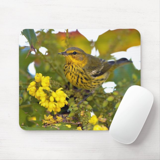 Atemberaubendes Kap May Warbler Songbird auf Mahon Mousepad (Mit Mouse)